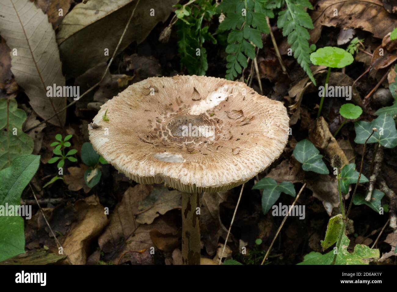 In cima a quello che è forse il fungo di Agaricus buckmacadooi. Si trova da solo in una zona umida di bosco francese. C'erano un certo numero di alberi morti intorno. Foto Stock