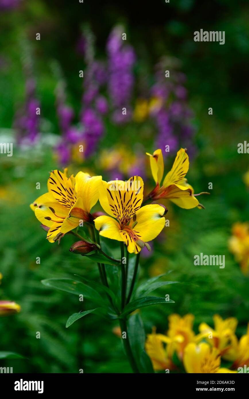 Alstroemeria violacea amicizia gialla, fiori gialli, fiori, fiori, fioritura, tenera perenne, RM Floral Foto Stock