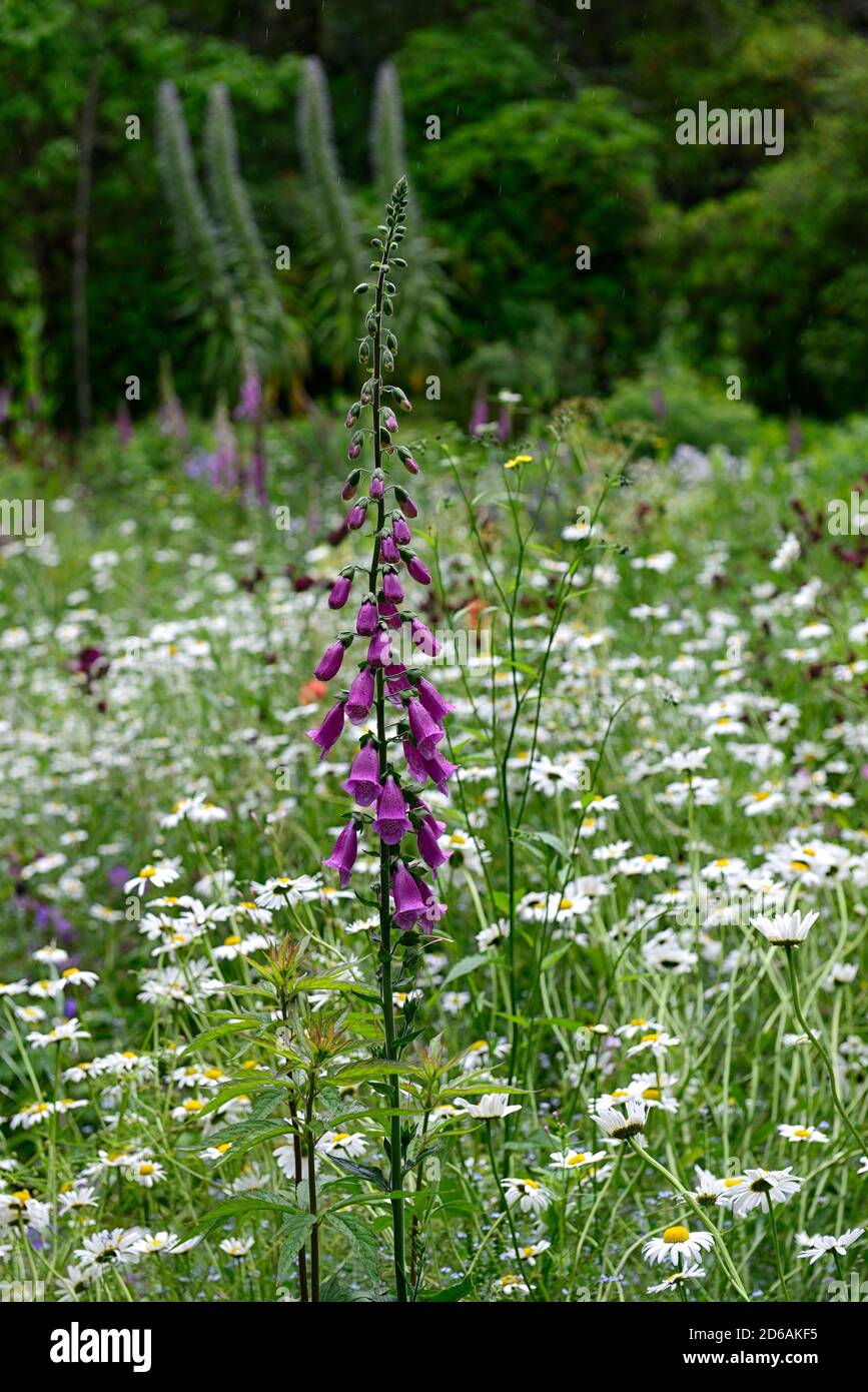Purpurea digitale, guanti di foxwants, fiori viola, fioritura, margherita di oxeye, margherite di oxeye, mix, misto, letto, bordo, perenne, RM Floral Foto Stock
