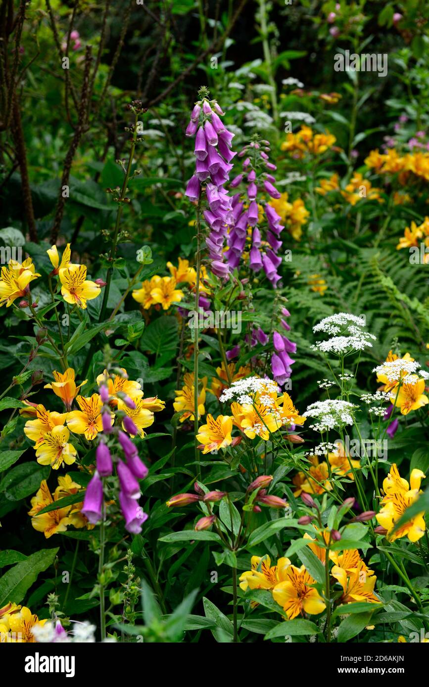 Alstroemeria,giglio peruviano,arancio,purea digitalica,guanti di fossa,fiori viola,fioritura,mix,schema di piantagione mista,perenne,fiori recisi,RM Floral Foto Stock