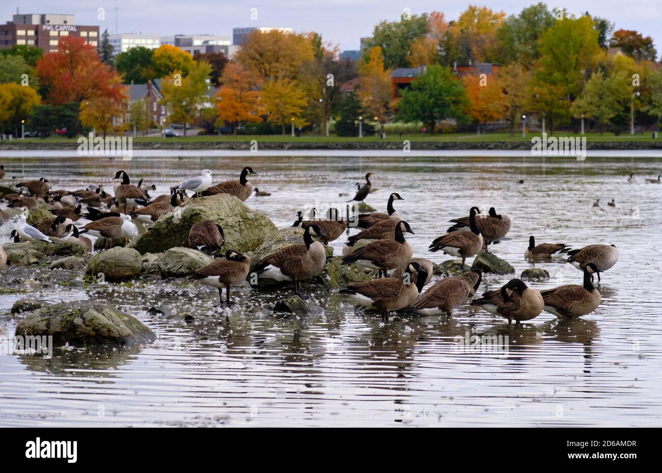 Ottawa, Canada. 15 ottobre 2020. Canada Geese (latino Branta canadensis) in partenza verso sud dopo una sosta migratoria sul lago Dow sul canale Rideau in un dolce giorno d'autunno. La maggior parte delle oche canadesi hanno zone di sosta o di riposo dove si uniscono con altre. La loro migrazione autunnale si può vedere durante tutto il primo autunno della capitale. Credit: Meanderingemu/Alamy Live News Foto Stock