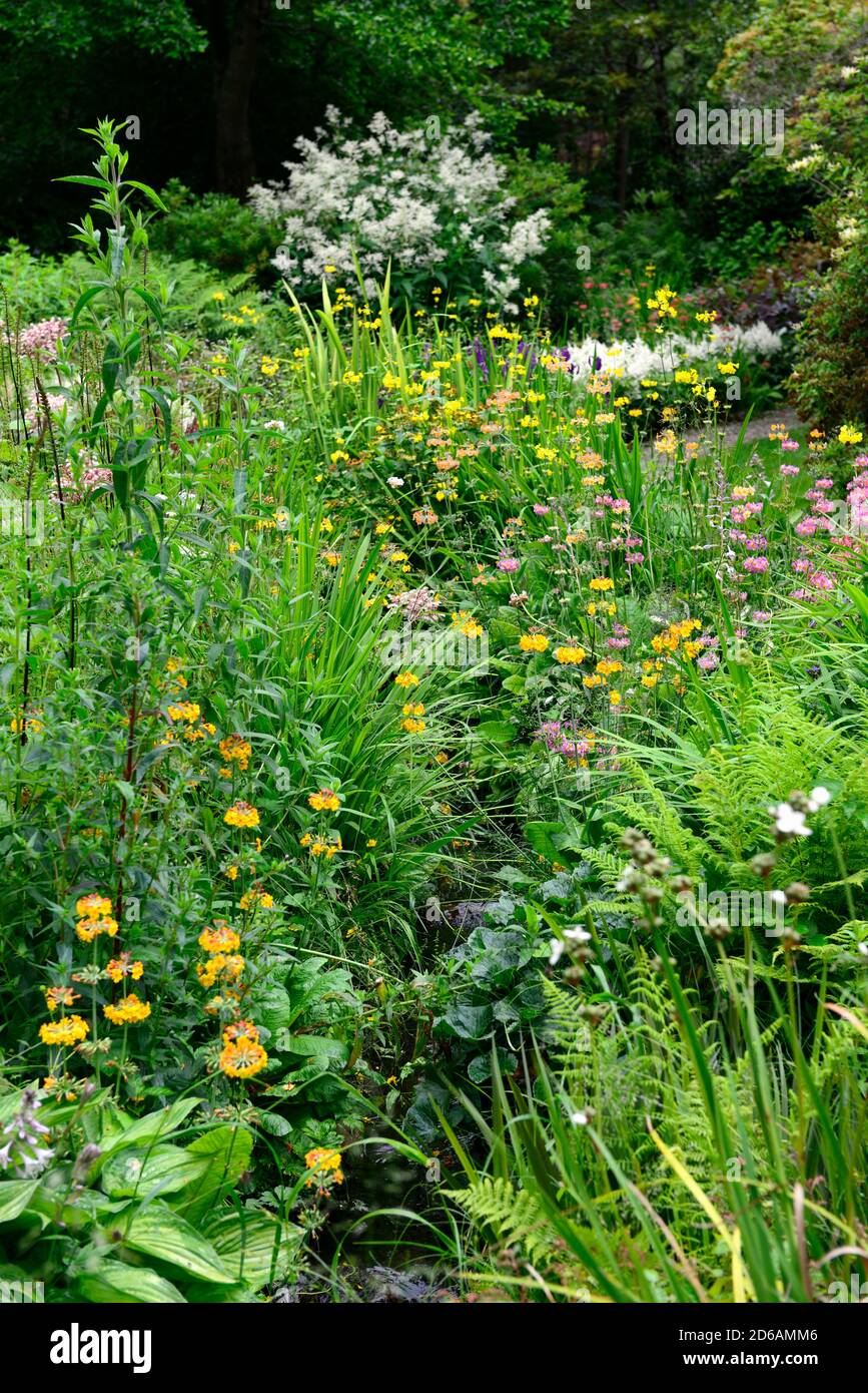 Stream foderato con primulas giapponesi, primula japonica, massa, massaggiata, piantando, mix, colori misti, giallo, rosa, viola, rosso, arancio, perenne, RM Floral Foto Stock