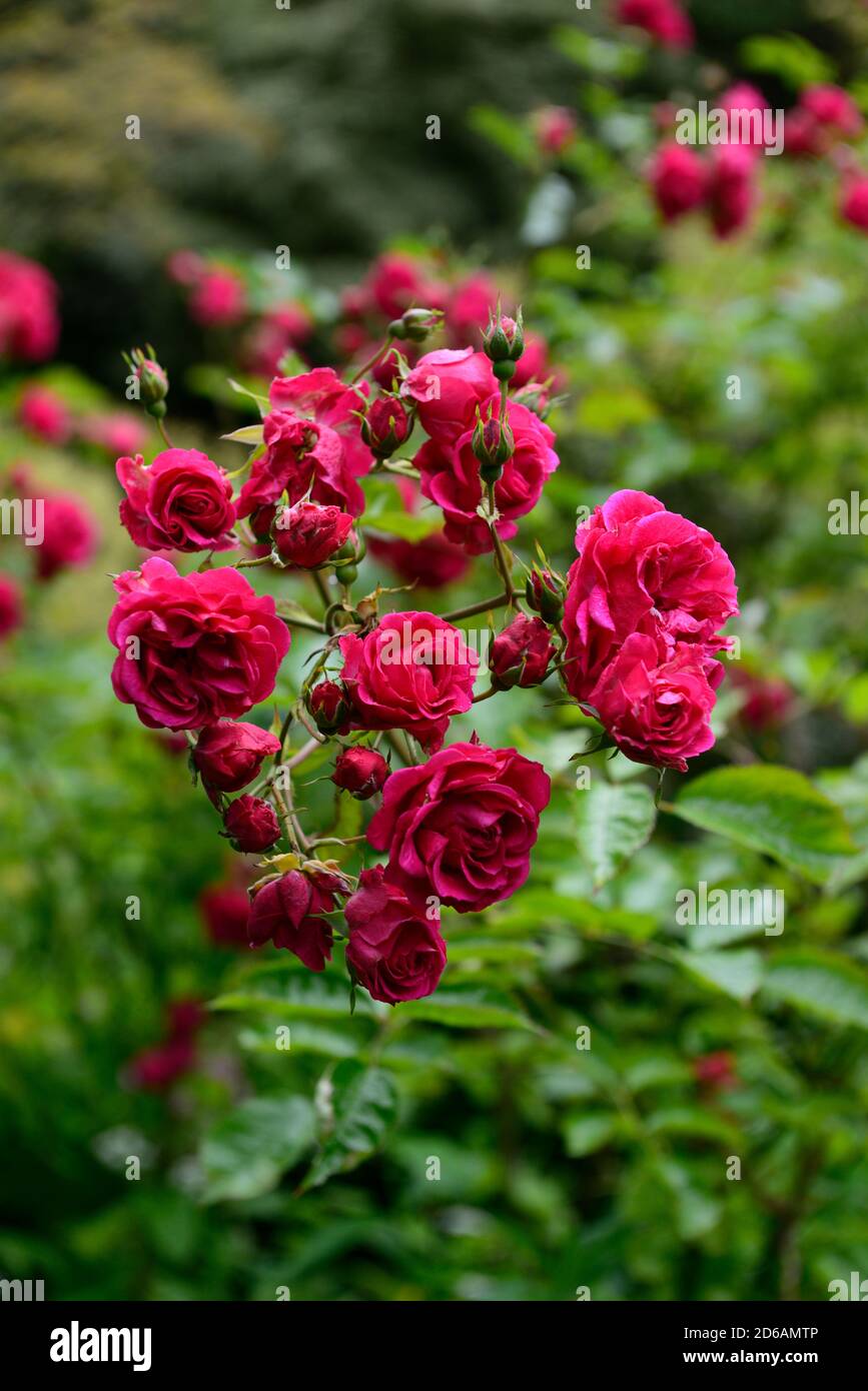 rosa, arbusto rosa, rose, fiori rossi, grappolo, grappoli, fiore, fiori, fioritura, fioritura, fioritura, rm floreale Foto Stock