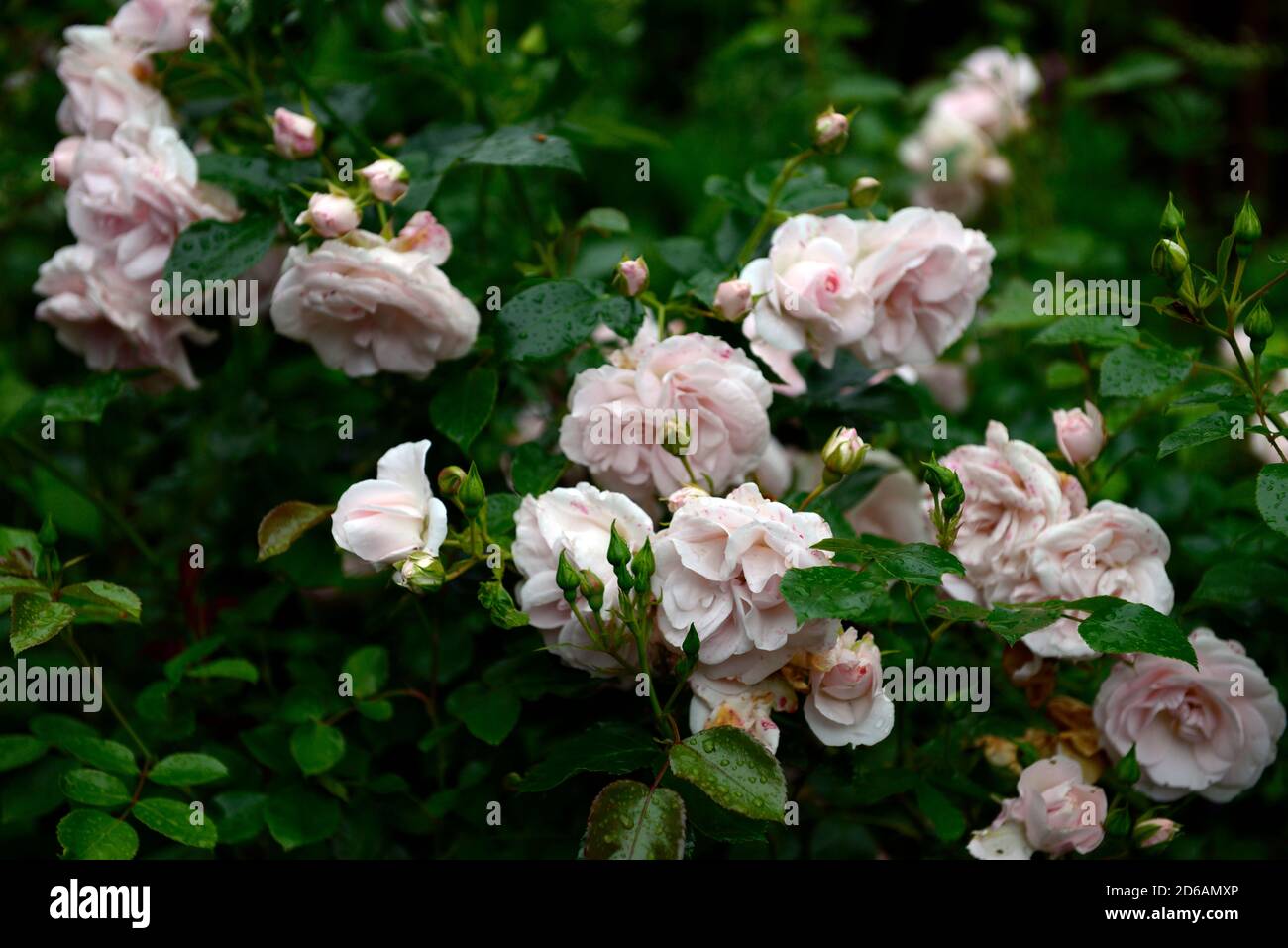 rosa, arbusto rosa, rose, fiori rosa, grappolo, fiori, fiori, fioritura, fioritura, fioritura, fioritura, rm floreale Foto Stock