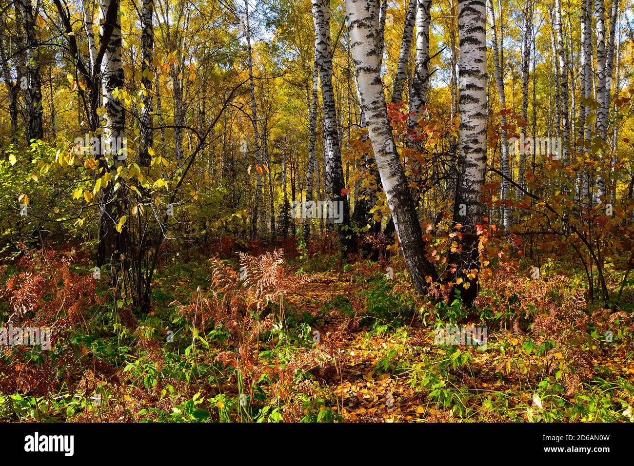 Luminoso paesaggio di foresta di autunno colorato e soleggiato - fiaba della natura autunnale. Fogliame multicolore di alberi, cespugli, foglie di felce rosse, tronchi bianchi di biro Foto Stock