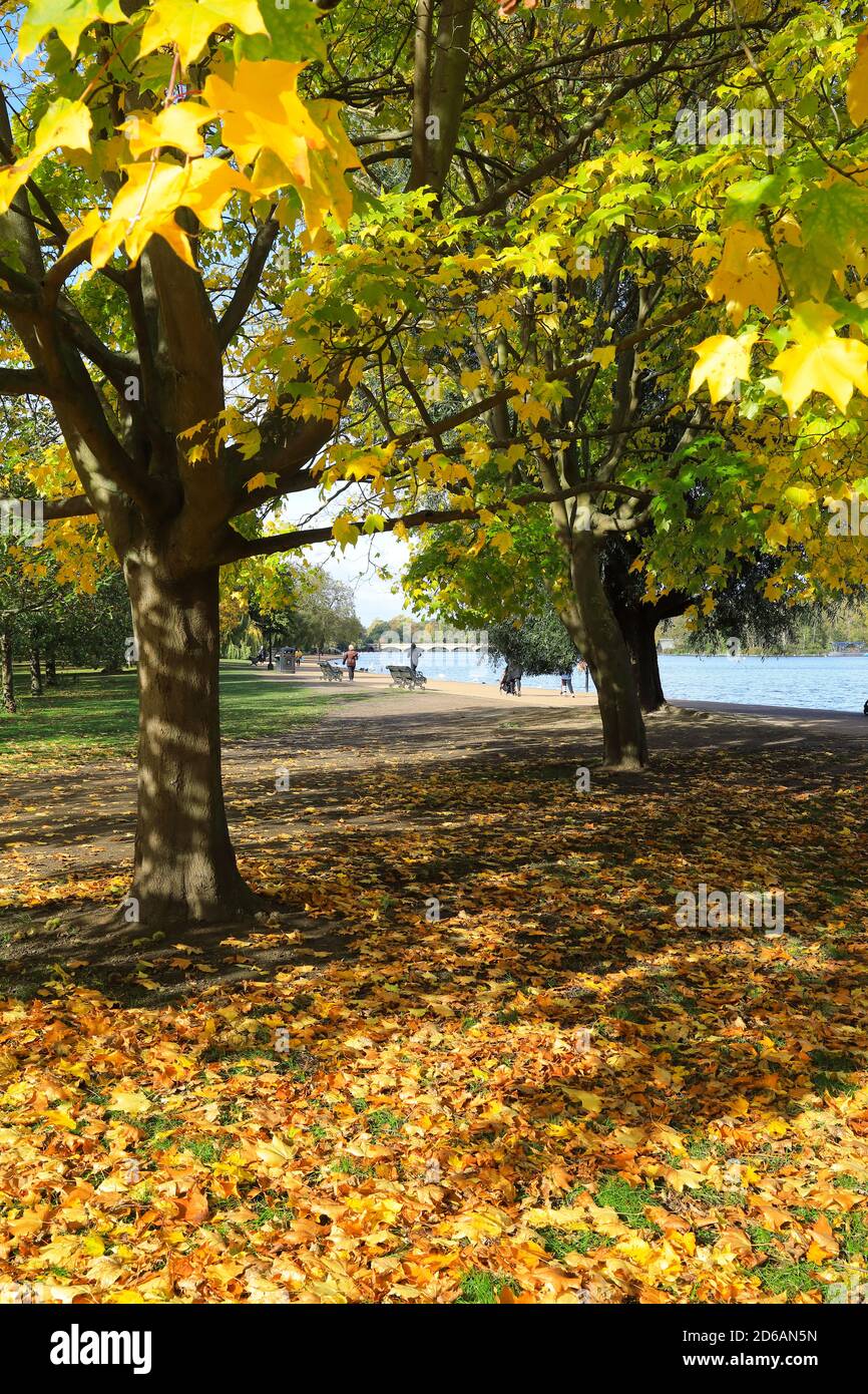 Colori autunnali in Hyde Park presso la Serpentine, a ovest di Londra, Regno Unito Foto Stock