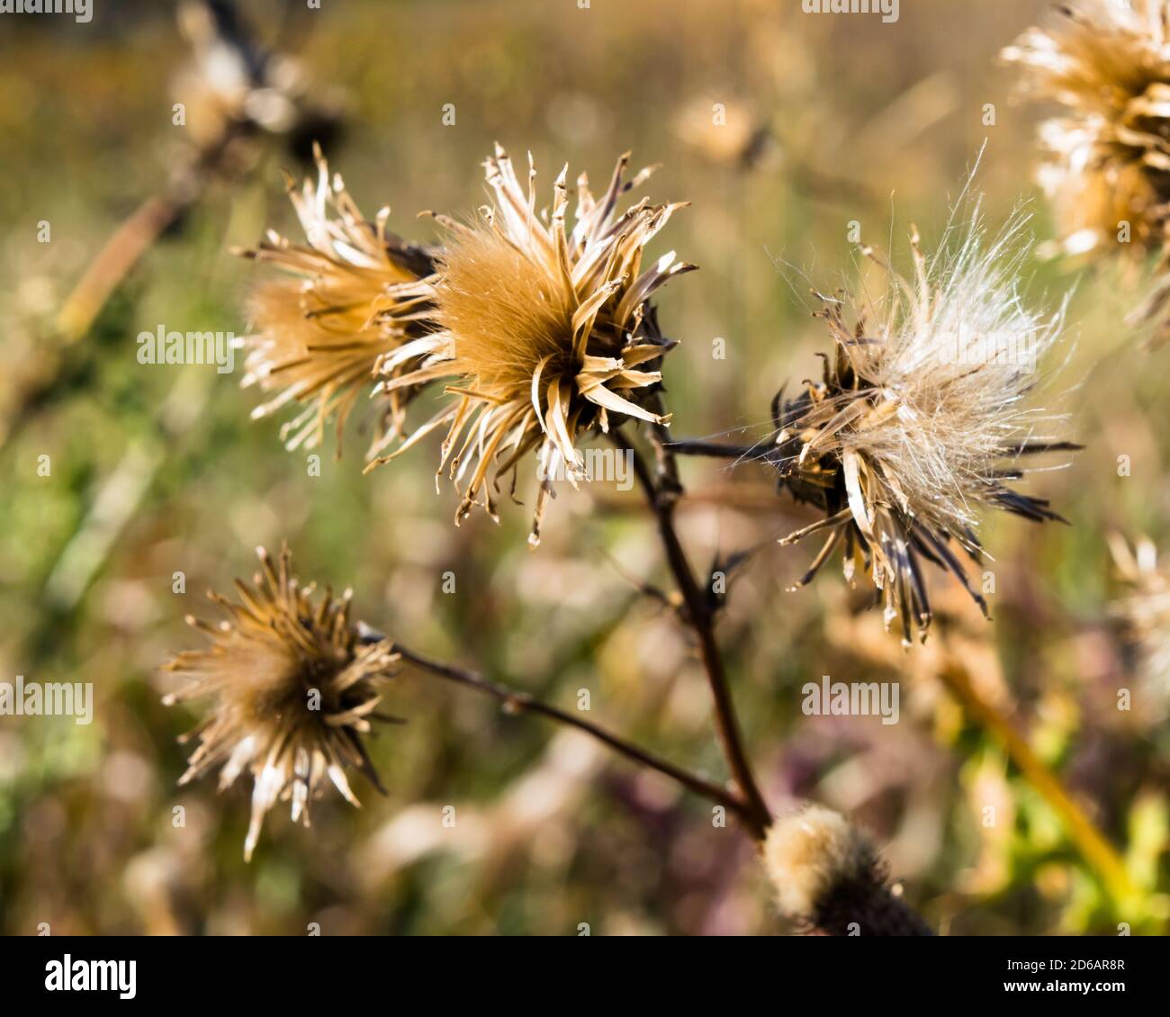 Erbacce in autunno Foto Stock