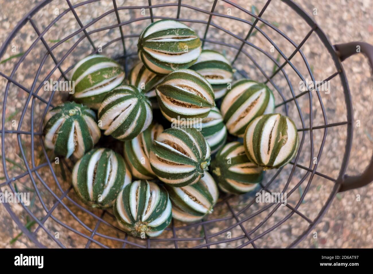 decorativo dried limes concetto dal punto di vista degli uccelli Foto Stock