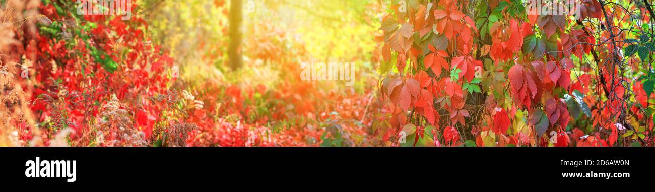 Paesaggio autunnale, bandiera - una vista del fogliame dell'edera vergine che sale i tronchi d'albero nei raggi del sole autunnale Foto Stock
