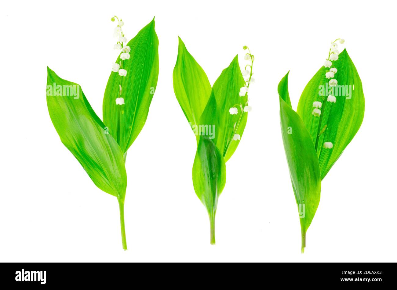 Bouquet di tulipani gialli con bordi di spugna. Foto Stock