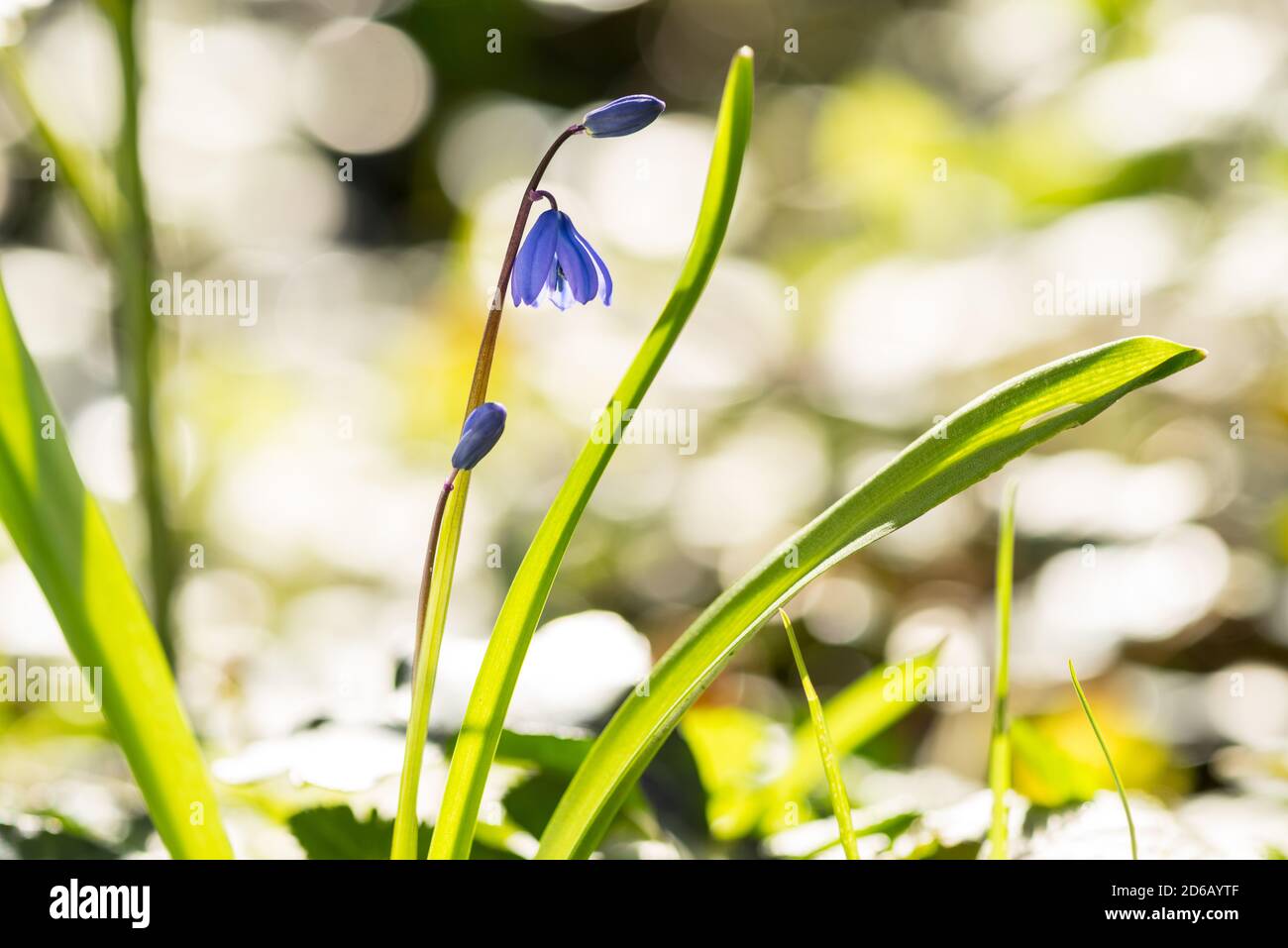 Un primo piano di un giacinto selvatico di foresta chiamato Scilla Siberica in primavera con bokeh fine toring luce solare Foto Stock