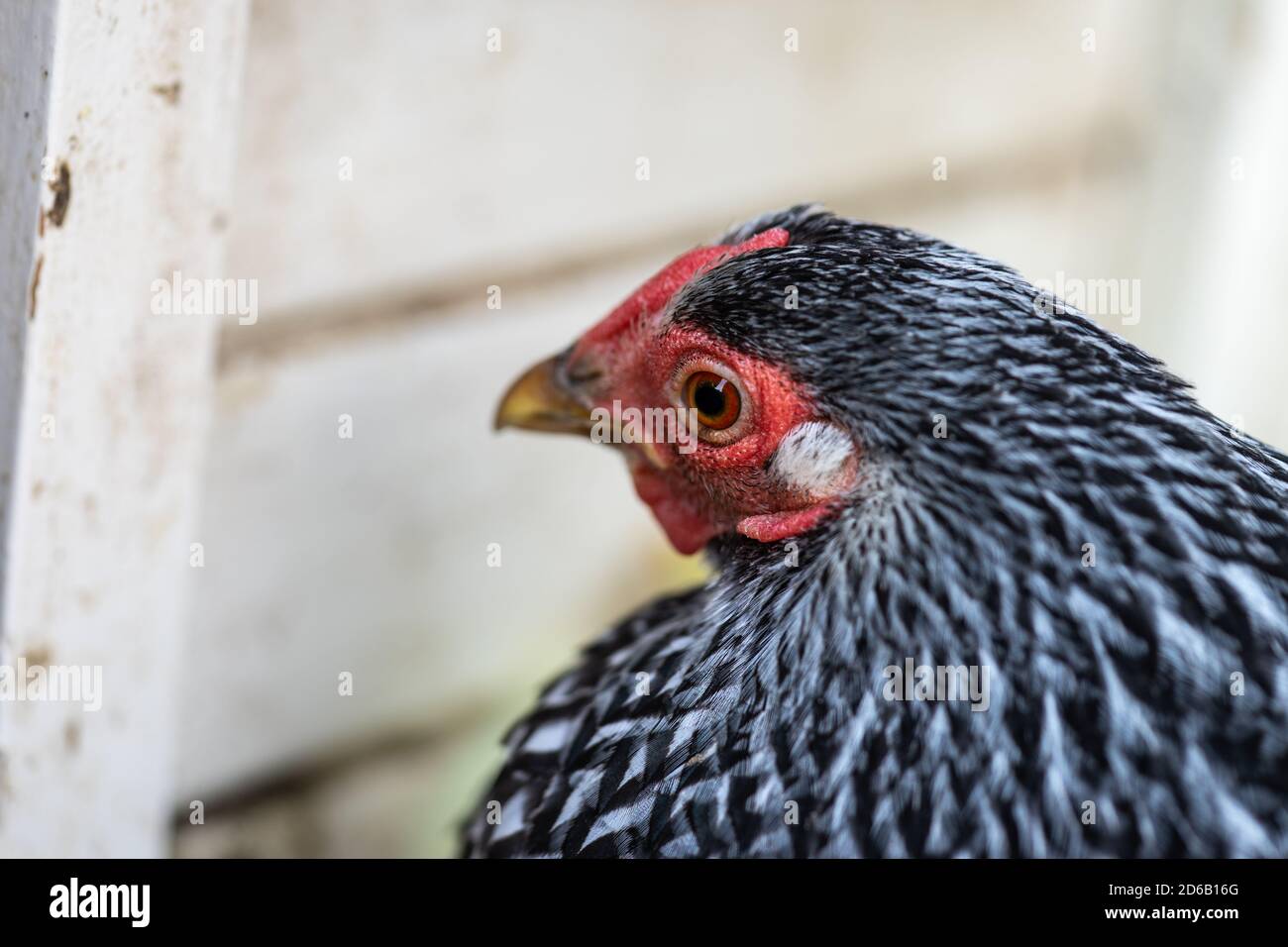 Vista dall'alto di un animale con lacci in argento di pollo Wyandotte Bantam testa seduta sul suo nido Foto Stock