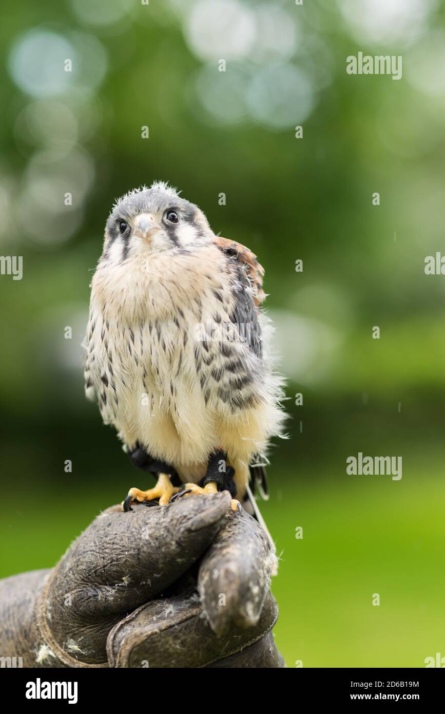 Ritratto di un bambino americano Kestrel seduto su un guanto di falconieri e mano fuori su uno sfondo verde naturale Foto Stock