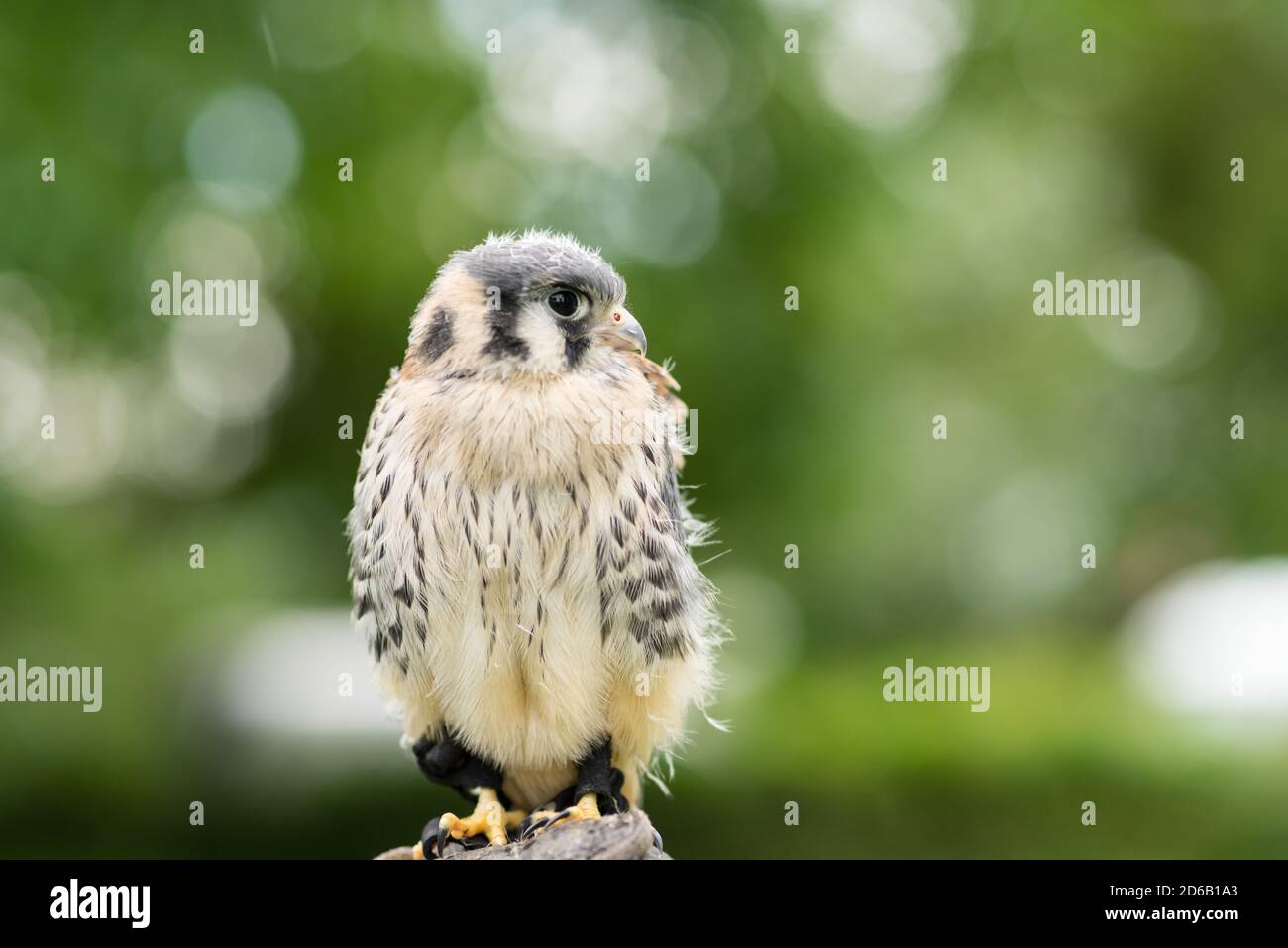 Ritratto di un bambino americano Kestrel seduto su un guanto di falconieri e mano fuori su uno sfondo verde naturale Foto Stock