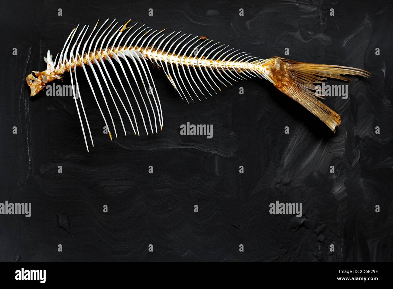 Scheletro di pesce su sfondo scuro. Spazio per il testo Foto Stock