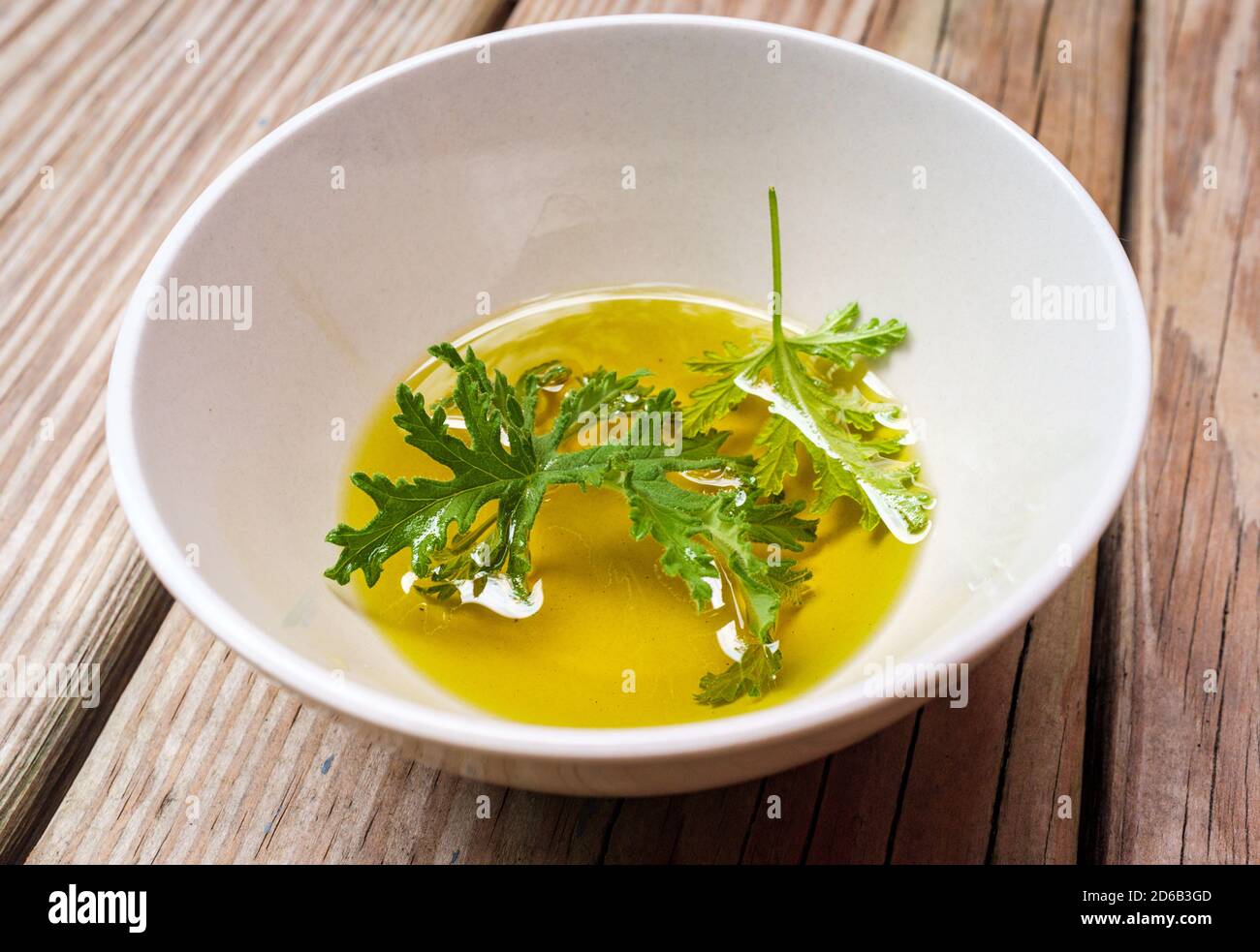 Un impianto di citronella foglia poggiante in olio per preparare in casa repellenti per zanzare Foto Stock Un impianto di citronella foglia poggiante in olio per preparare in casa repellenti per zanzare Foto Stock