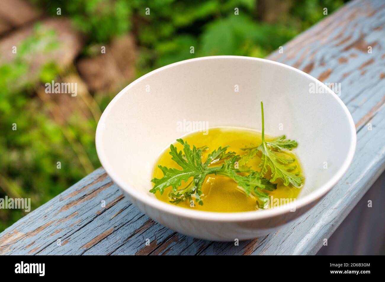 Un impianto di citronella foglia poggiante in olio per preparare in casa repellenti per zanzare Foto Stock