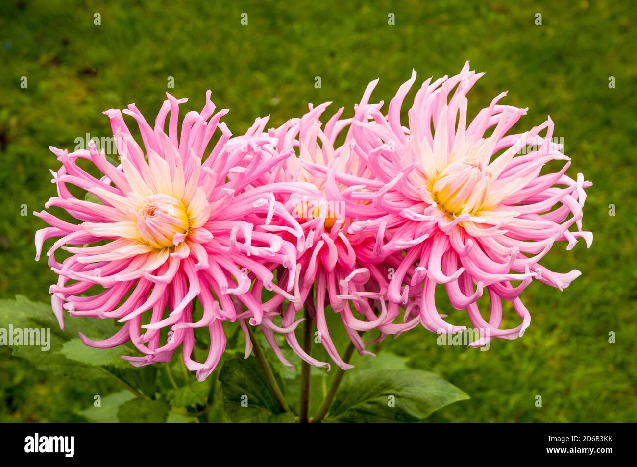 Primo piano di fiori e gemme di cactus dahlia Stars favorito. Una grande dahlia rosa e bianca completamente doppia che fiorisce durante l'estate in autunno Foto Stock