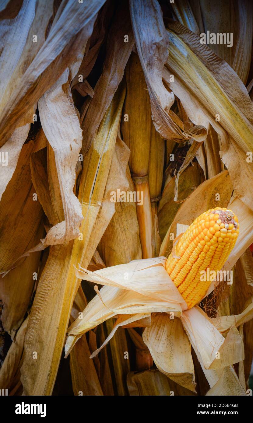 Un unico orecchio di mais secco sulla pannocchia, parzialmente scopato con i suoi noccioli esposti mentre ancora sul gambo in un tema di raccolto per l'autunno Foto Stock