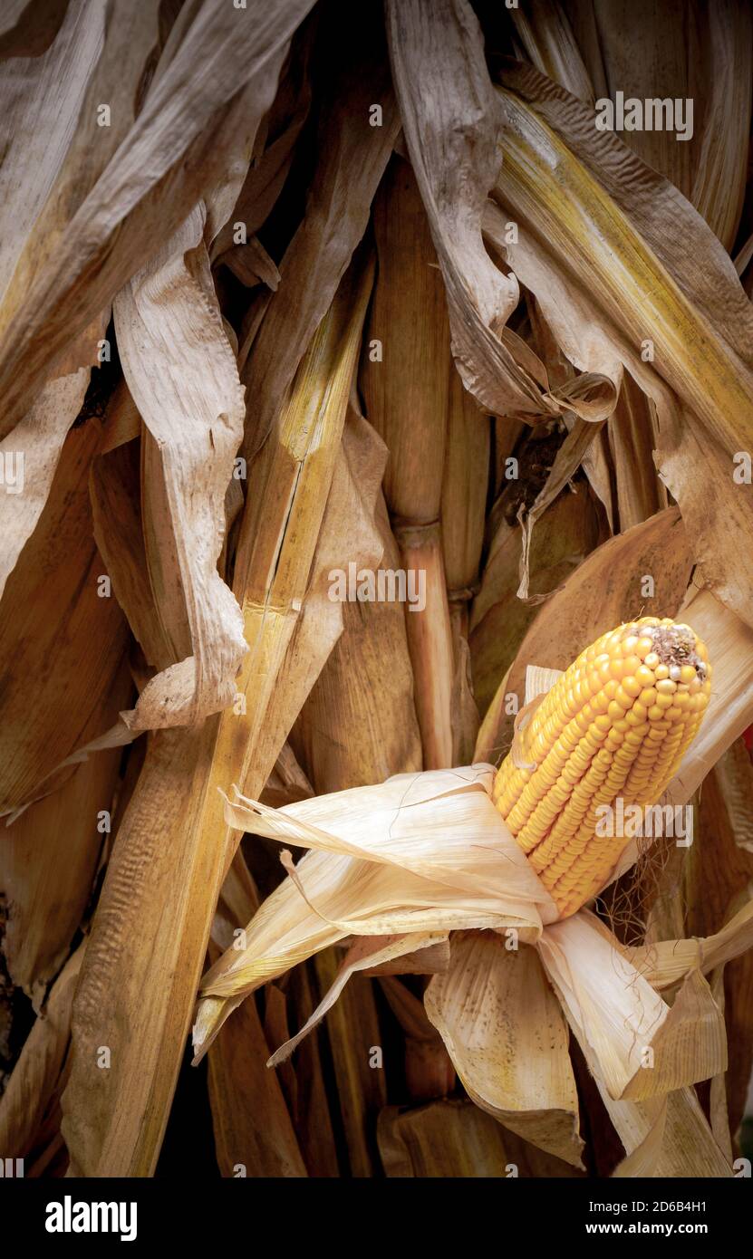 Un unico orecchio di mais secco sulla pannocchia, parzialmente scopato con i suoi noccioli esposti mentre ancora sul gambo in un tema di raccolto per l'autunno Foto Stock