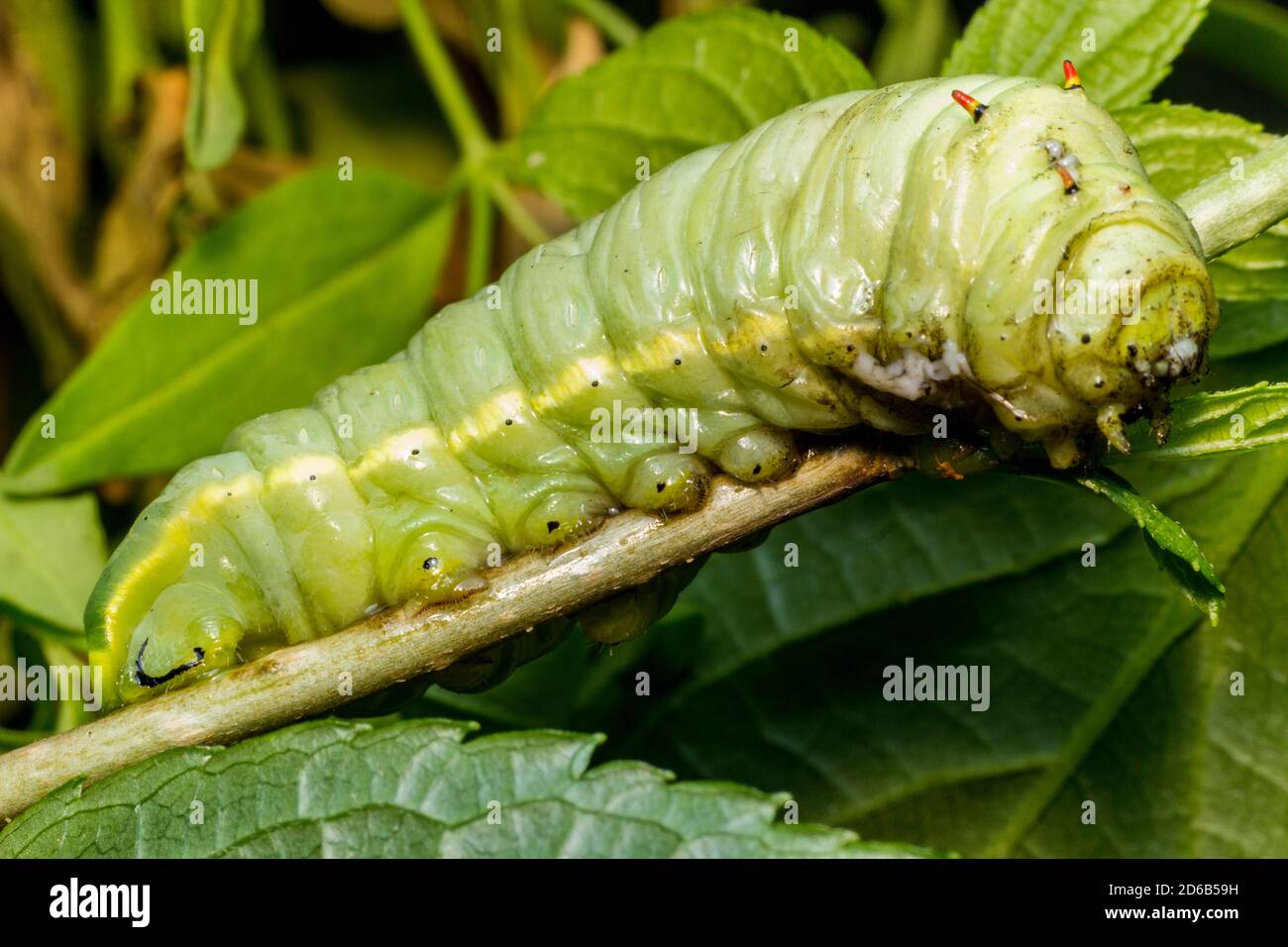 Close up macro di grandi grasso caterpillar verde sul ramo di albero Foto Stock