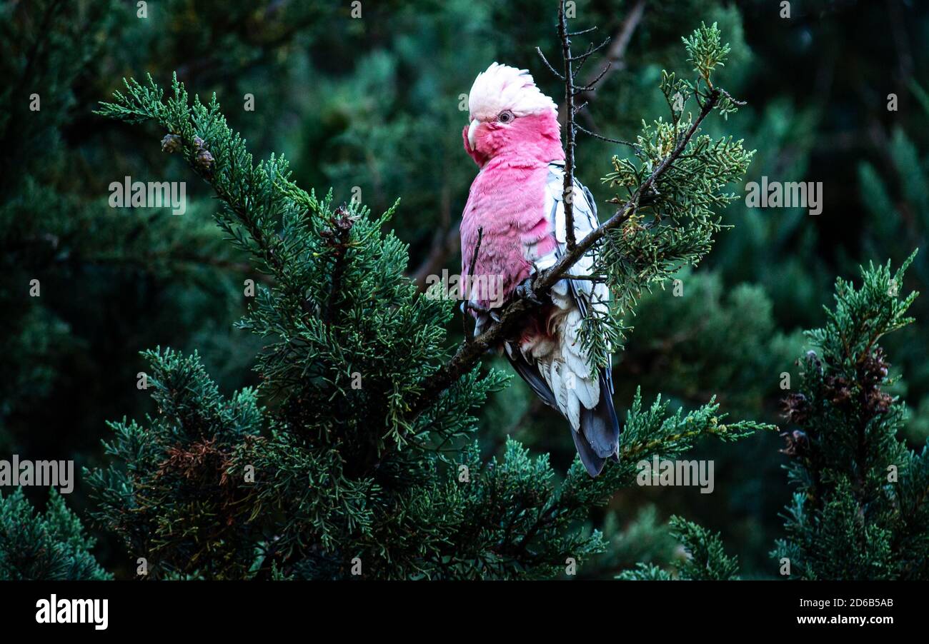 Australiano nativo Galah o rosa e grigio Cockatoo uccello selvaggio riposando su ramo di pineta verde Foto Stock