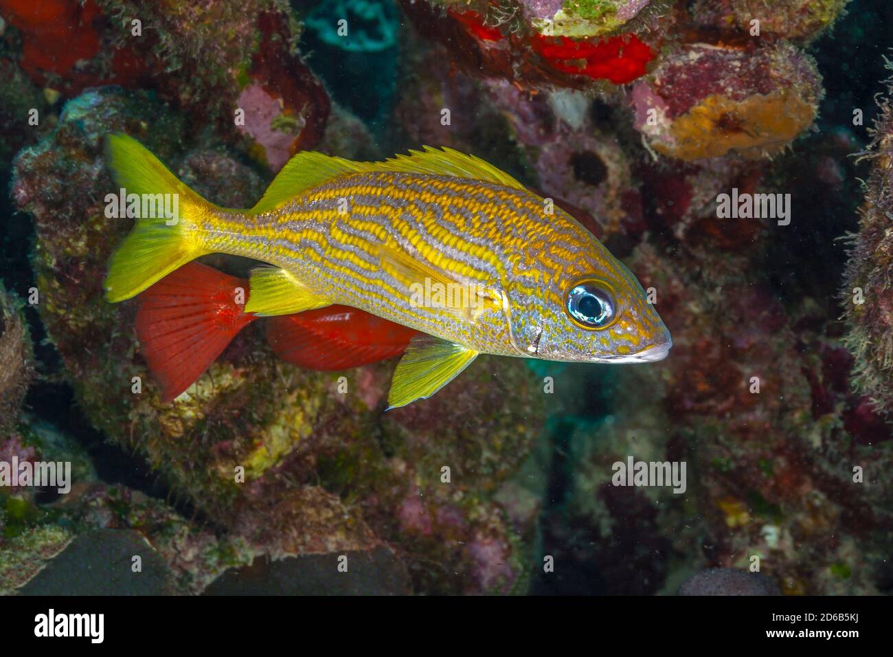 Barriera corallina caraibica, Haemulon flavolineatum, la grunt francese Foto Stock