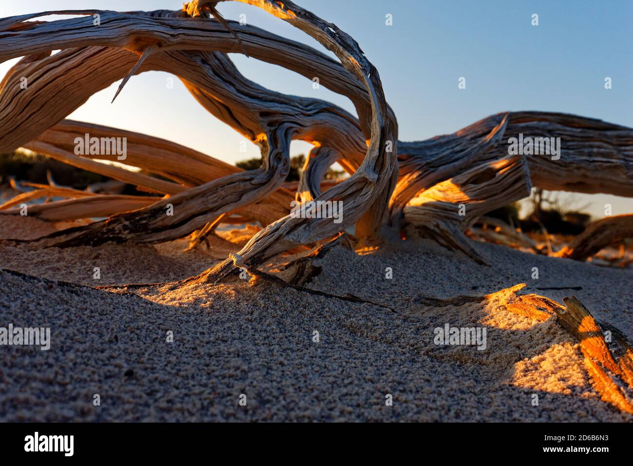 Alberi morti e arti, Lago Ninan Salt Lake, Victoria Plains Australia Occidentale Foto Stock