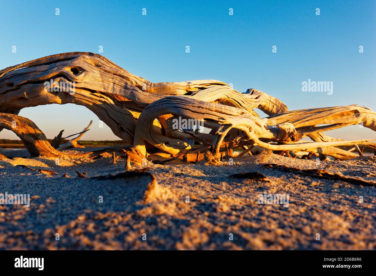 Alberi morti e arti, Lago Ninan Salt Lake, Victoria Plains Australia Occidentale Foto Stock