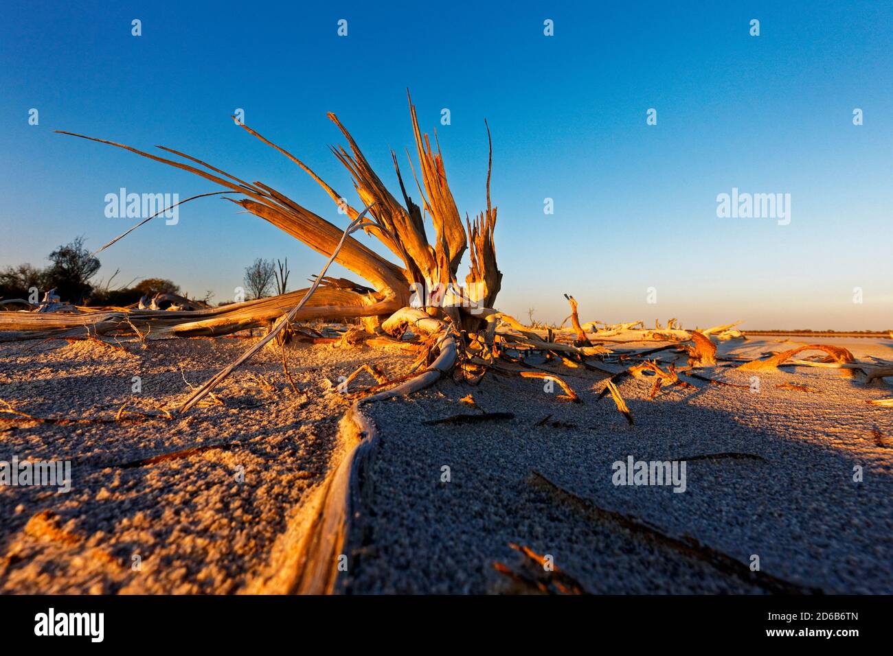 Alberi morti e arti, Lago Ninan Salt Lake, Victoria Plains Australia Occidentale Foto Stock