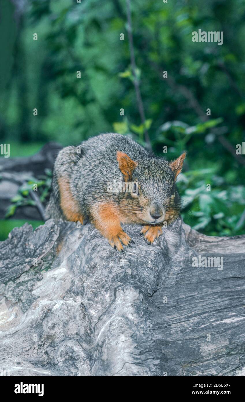 Eastern Fox Squirrel (Sciurus niger) poggia su cottonwood tree log, Bear Creek Greenbelt, Lakewood Colorado USA. Dalla trasparenza originale Kodachrome. Foto Stock