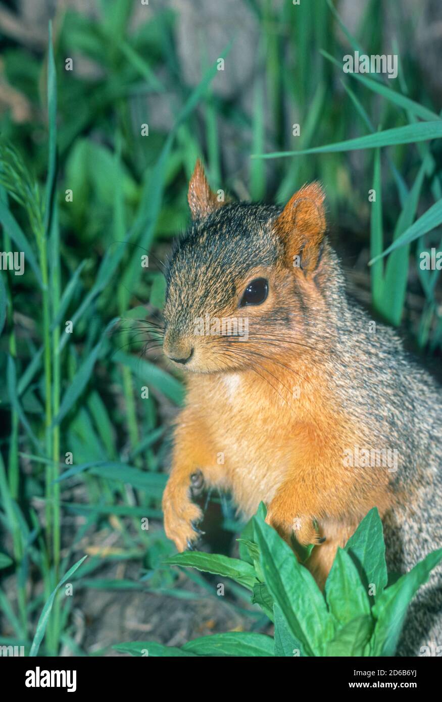Eastern Fox Squirrel (Sciurus niger) in erboso pavimento della foresta, Bear Creek Greenbelt, Lakewood Colorado USA. Dalla trasparenza originale kodachrome. Foto Stock