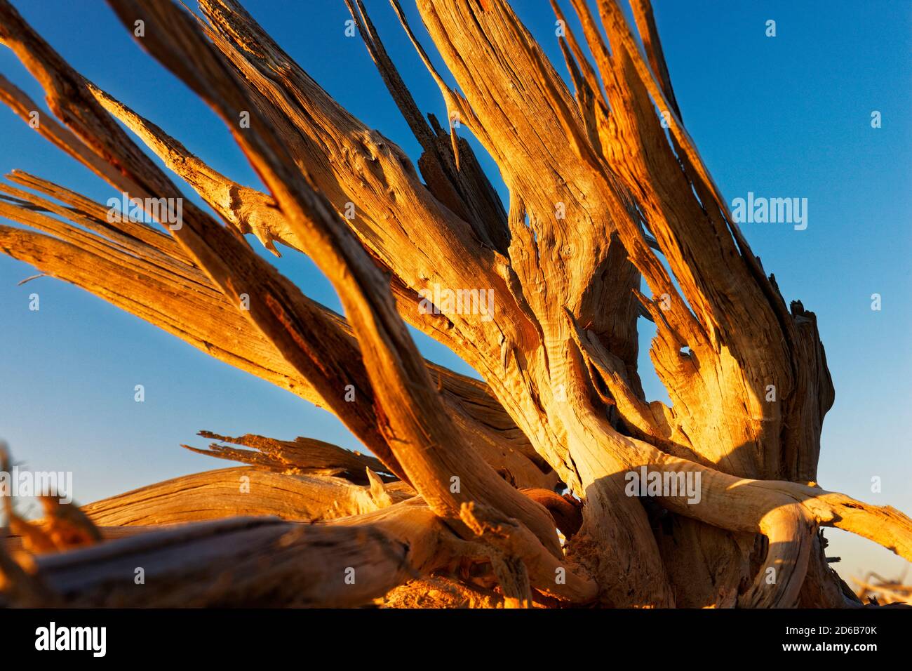 Alberi morti e arti, Lago Ninan Salt Lake, Victoria Plains Australia Occidentale Foto Stock
