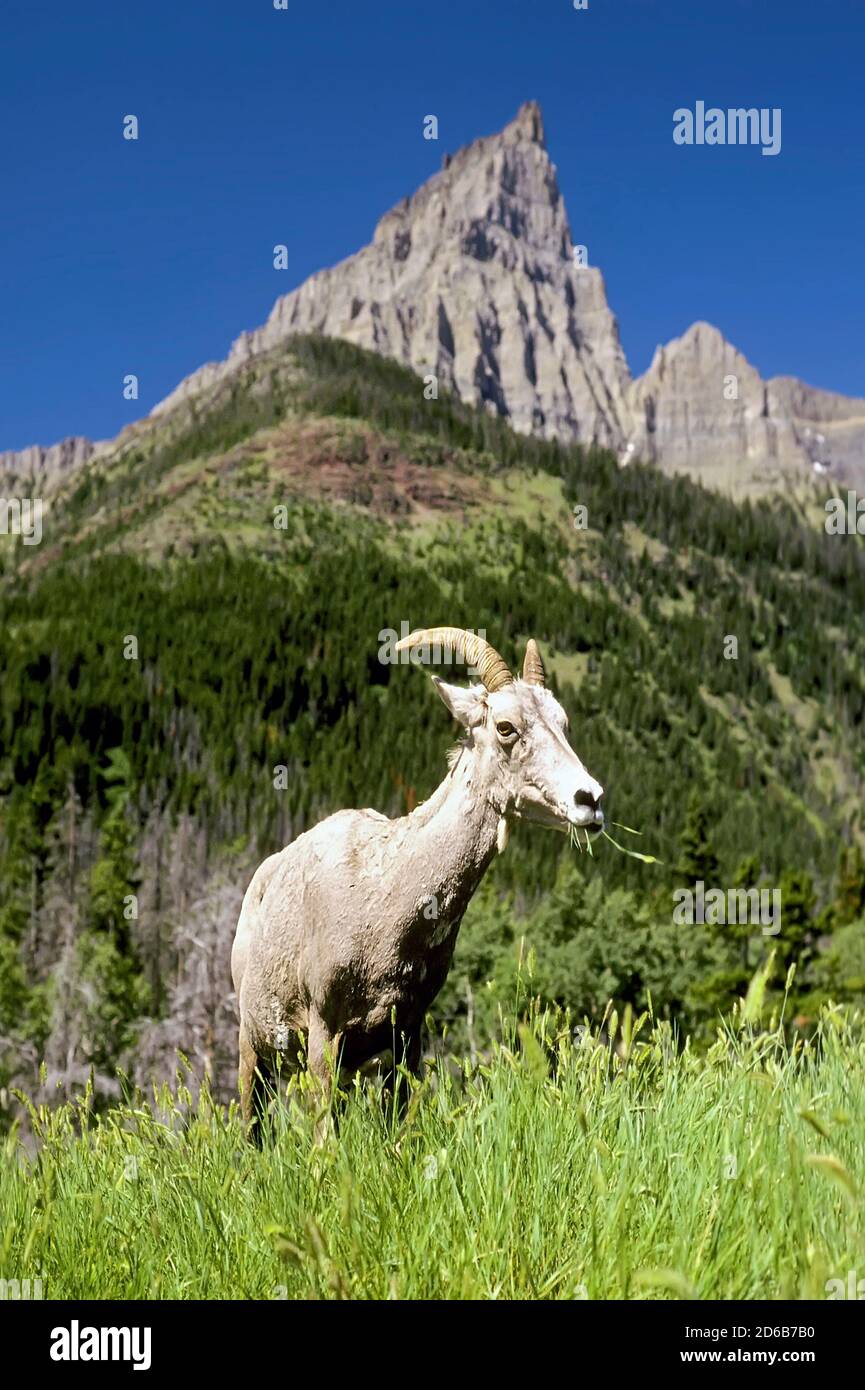 Lone Big Horn Sheep - Glacier National Park - Montana Foto Stock