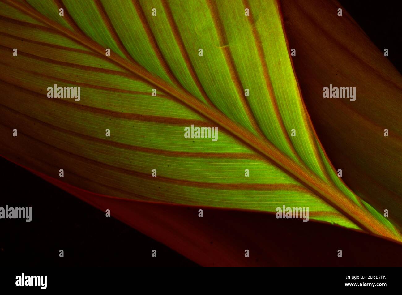 Primo piano foglia di canna - foglie verdi con vene rosse Foto Stock