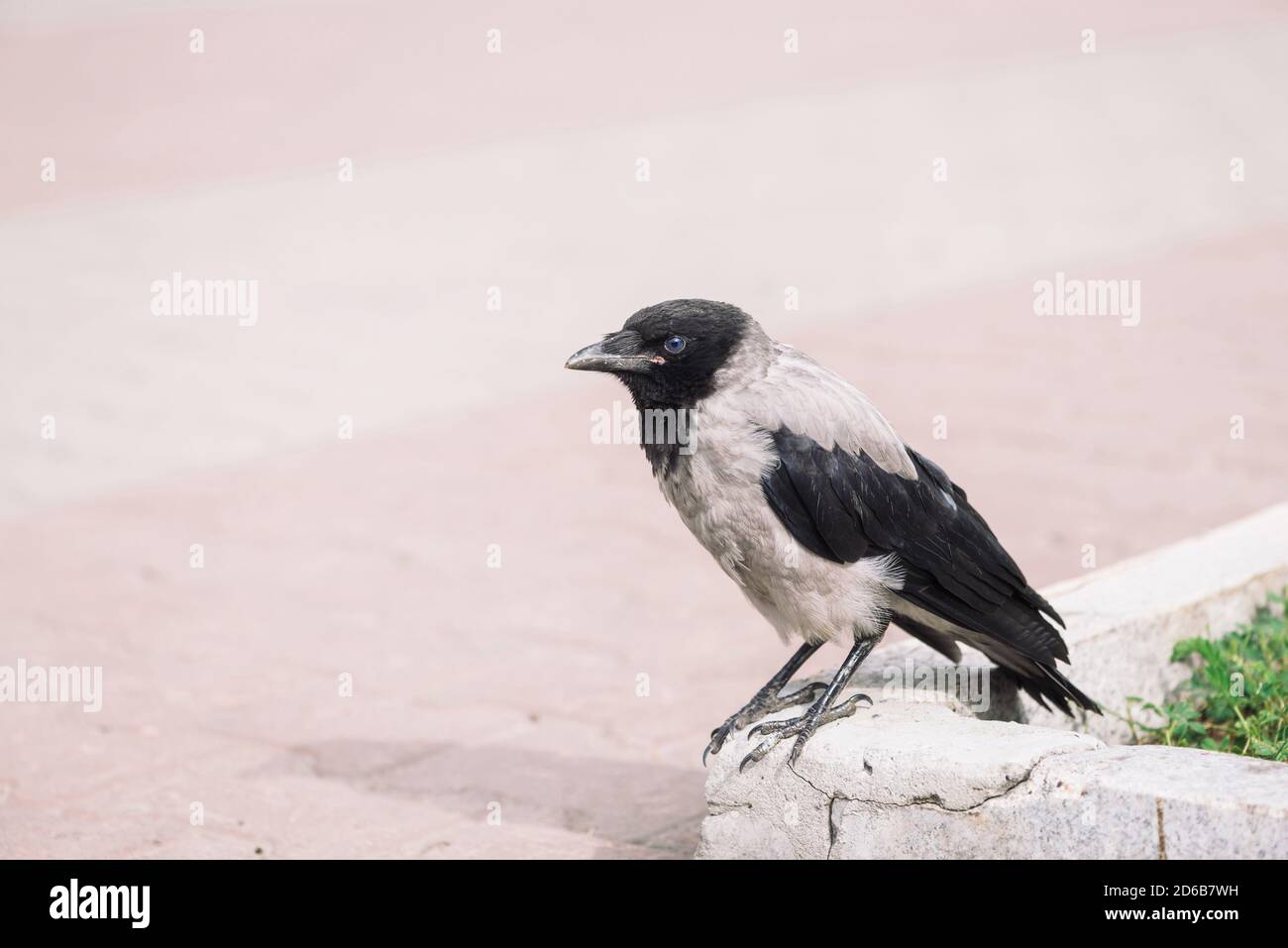 Il corvo nero cammina sul bordo vicino al marciapiede grigio sullo sfondo di erba verde con spazio di copia. Raven sul marciapiede. Uccello selvatico su asfalto. Animale predatorio Foto Stock