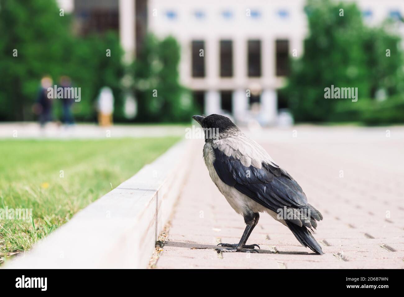 Il corvo nero cammina al confine vicino al marciapiede grigio sullo sfondo dell'edificio della città in bokeh con spazio per la copia. Raven sul marciapiede vicino all'erba verde. Uccello selvatico o Foto Stock