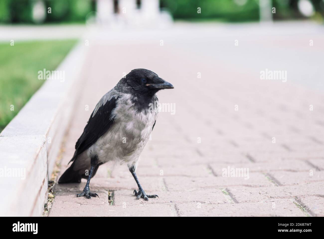 Il corvo nero cammina sul bordo vicino al marciapiede grigio sullo sfondo di erba verde con spazio di copia. Raven sul marciapiede. Uccello selvatico su asfalto. Animale predatorio Foto Stock