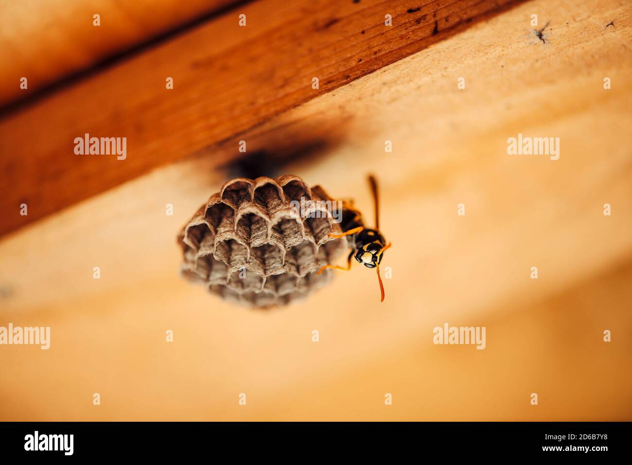 La piccola vespa protegge i suoi nidi d'ape in macro. Pericoloso insetto nero giallo striato primo piano. Vespiary con spazio copia su sfondo di legno. Protezione Foto Stock