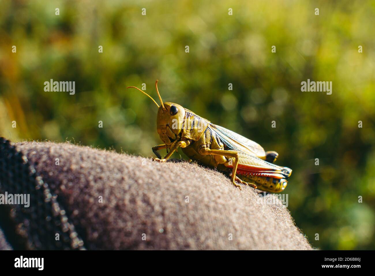Grasshopper primo piano su un uomo. Foto dal vivo. Interazione. Foto Stock