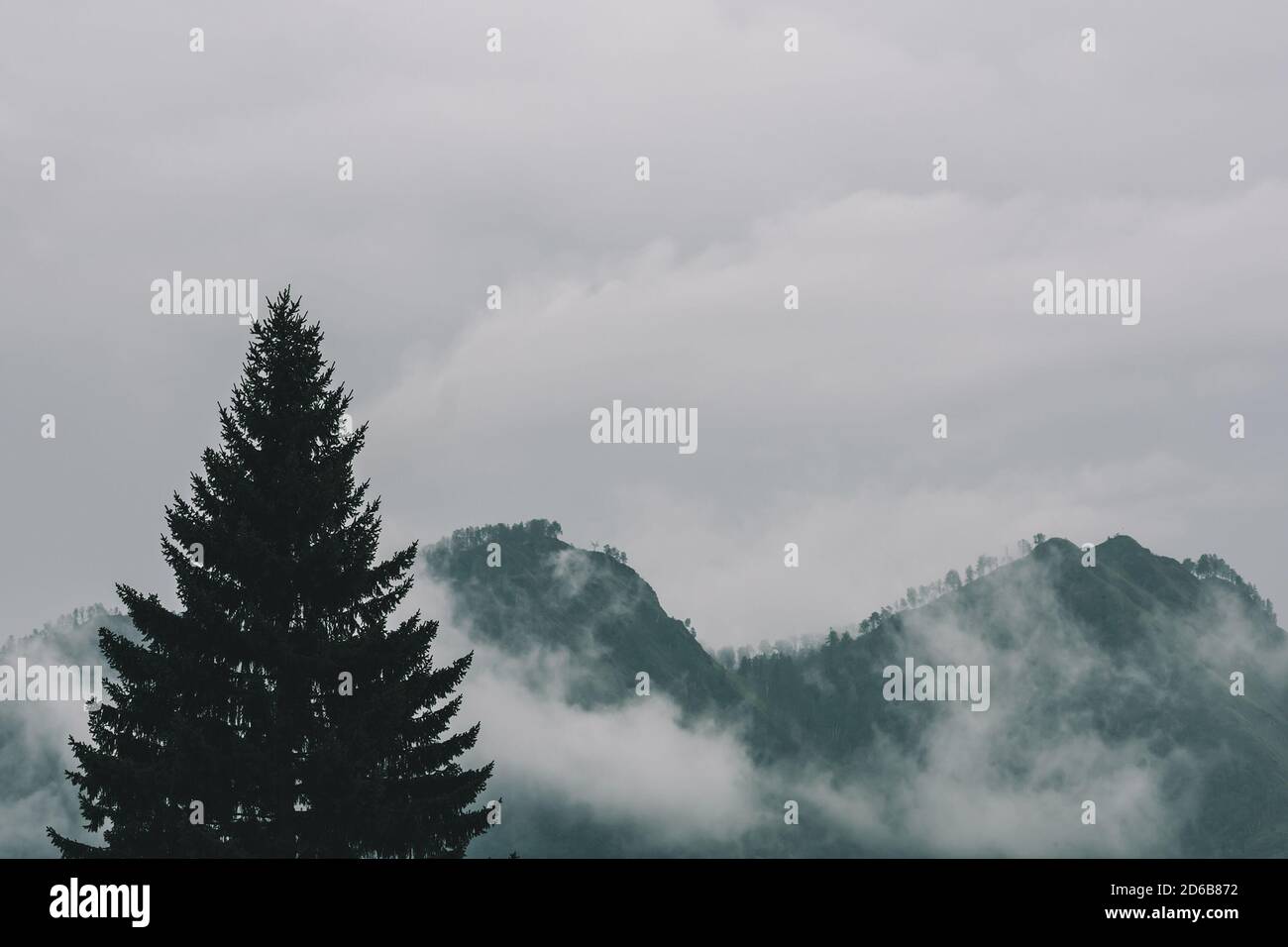 Nebbia fitta in montagna con spazio di copia sulla nebbia. Paesaggio foggy vintage di natura maestosa in tonalità verdi sbiadite in stile hipster. Opachi opachi tra hi Foto Stock