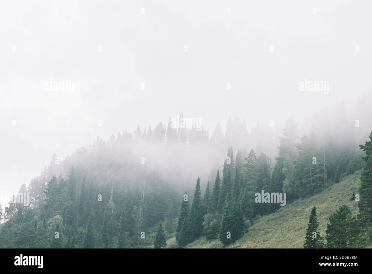Nebbia fitta in montagna con spazio di copia sulla nebbia. Paesaggio foggy vintage di natura maestosa in tonalità verdi sbiadite in stile hipster. Opachi opachi tra hi Foto Stock