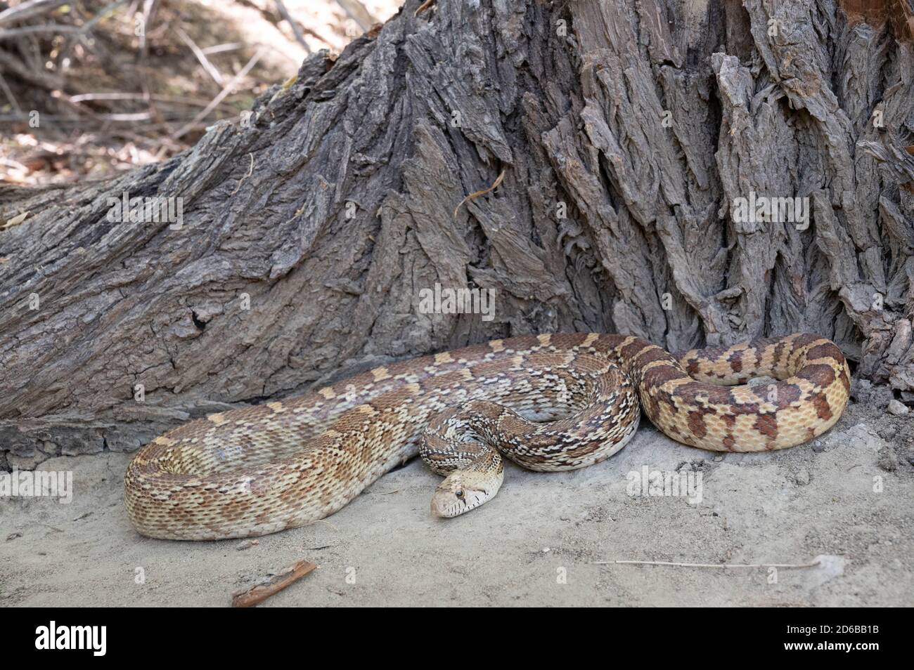 Sonoran Gopher Snake, (Pituophis catenifer affinis), Graham co., Arizona, Stati Uniti. Foto Stock
