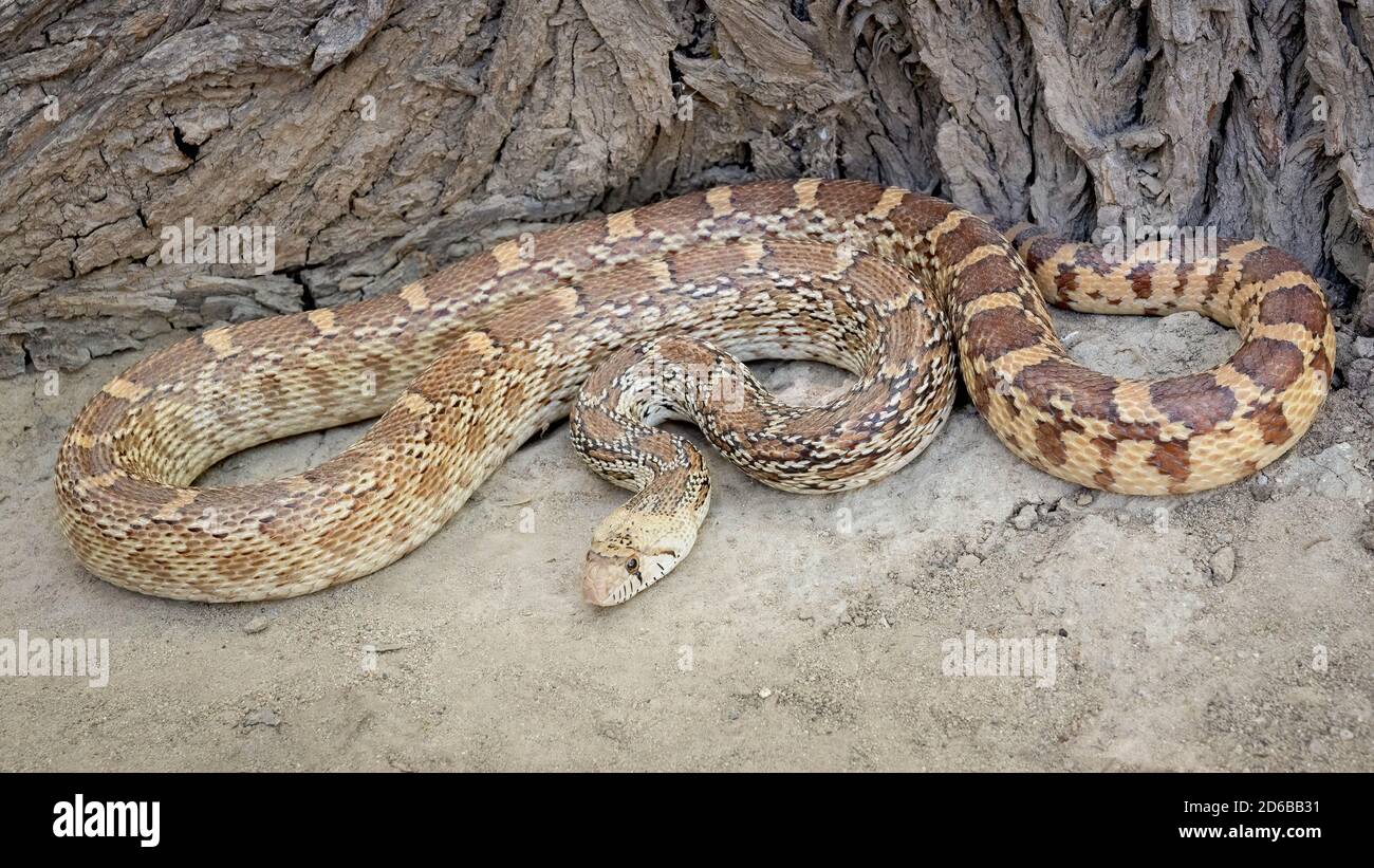 Sonoran Gopher Snake, (Pituophis catenifer affinis), Graham co., Arizona, Stati Uniti. Foto Stock