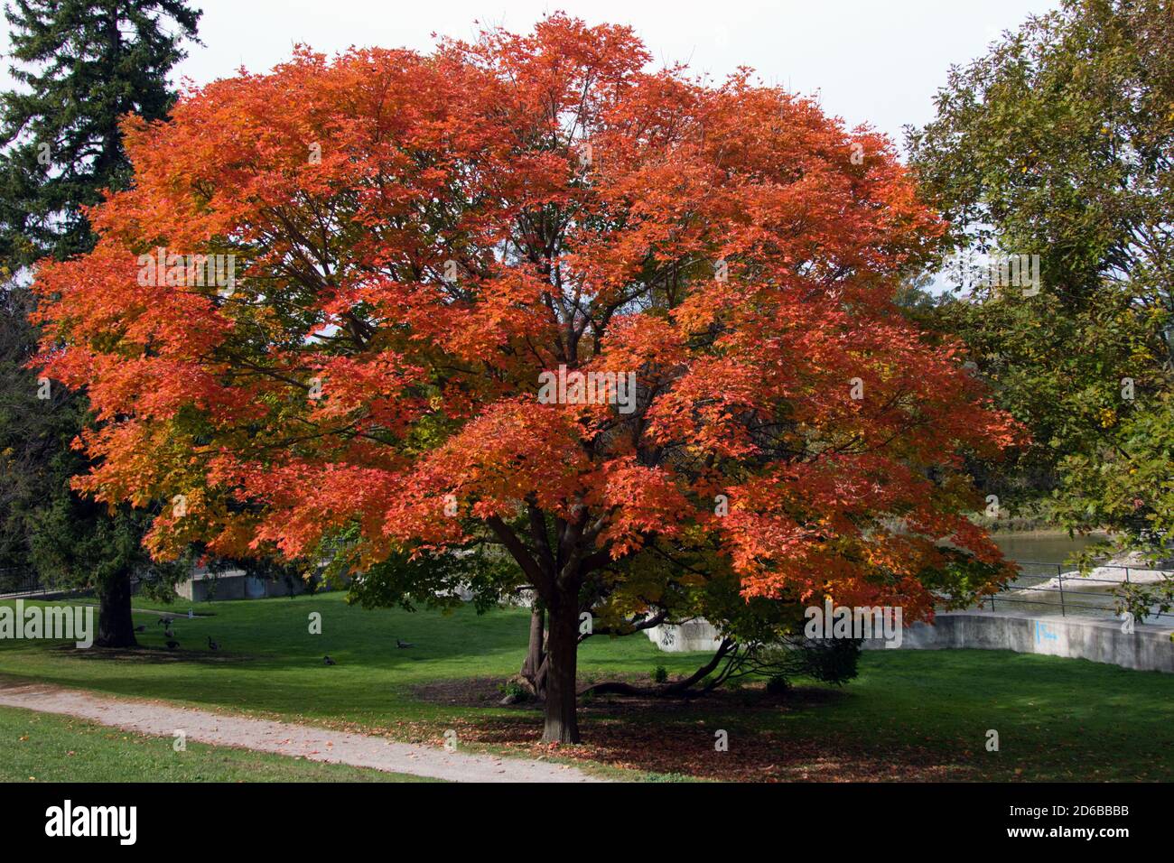 Un albero di acero deciduo che diventa colore durante l'autunno nell'Ontario sudoccidentale, Canada. Foto Stock