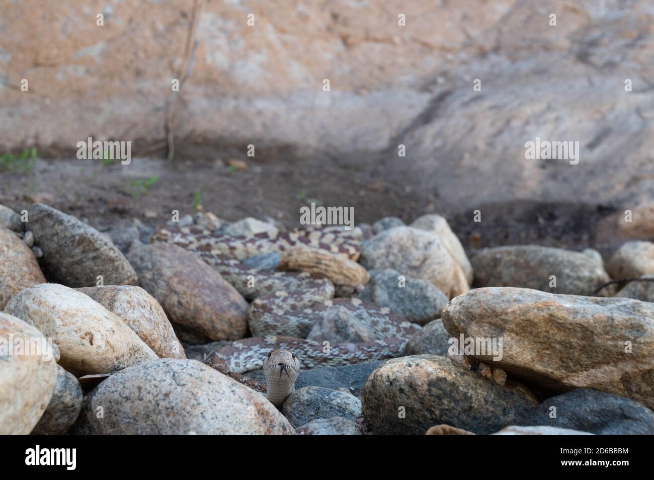 Sonoran Gopher Snake, (Pituophis catenifer affinis), Graham co., Arizona, Stati Uniti. Foto Stock