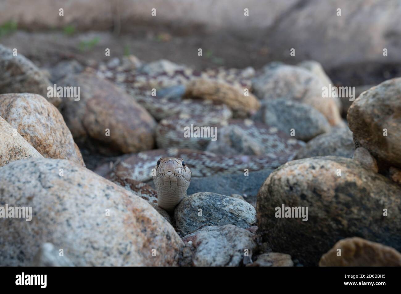 Sonoran Gopher Snake, (Pituophis catenifer affinis), Graham co., Arizona, Stati Uniti. Foto Stock