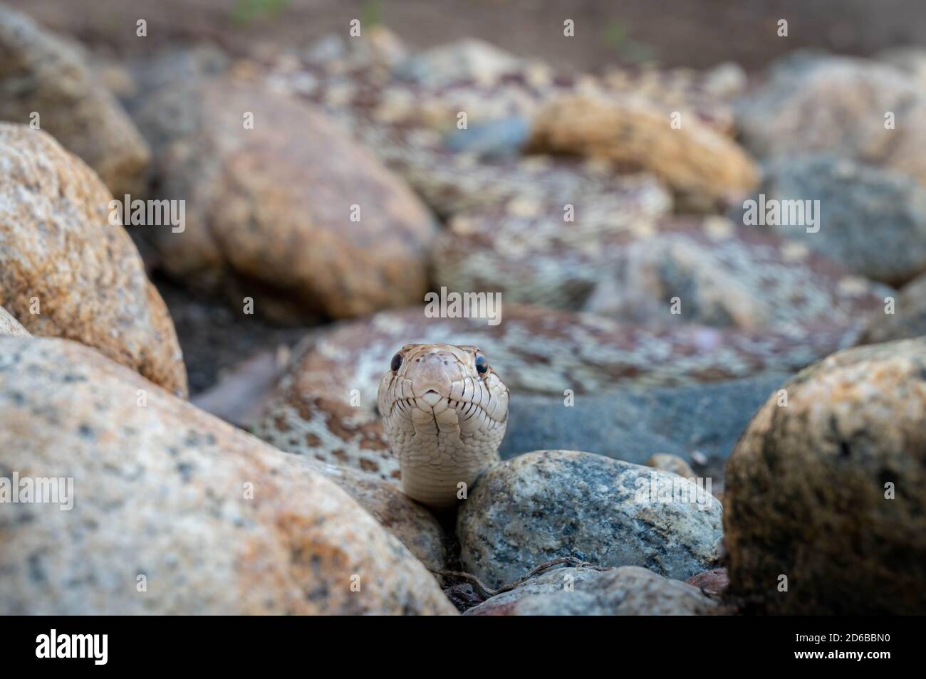 Sonoran Gopher Snake, (Pituophis catenifer affinis), Graham co., Arizona, Stati Uniti. Foto Stock