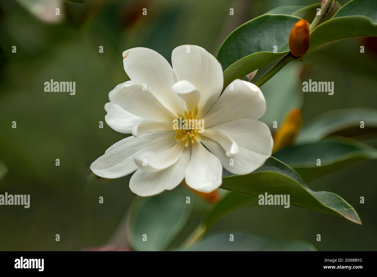 Magnolia doltsopa x laevifolia, ispirazione Foto Stock