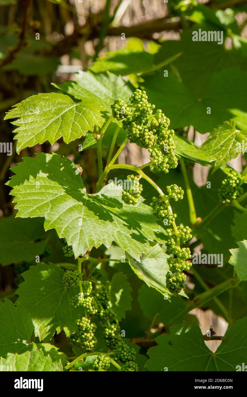 Vitis vinifera, vite d'uva ornamentale Foto Stock